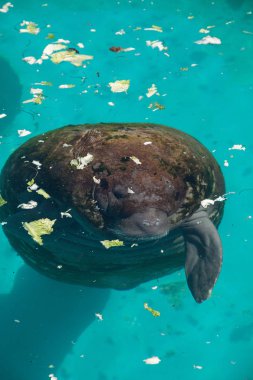 Florida manatee Batı Hint deniz ayısı veya deniz ineği T olarak da bilinir