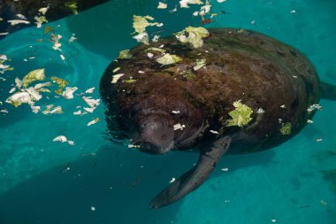 Florida manatee Batı Hint deniz ayısı veya deniz ineği T olarak da bilinir