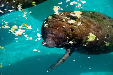 Florida manatee Batı Hint deniz ayısı veya deniz ineği T olarak da bilinir