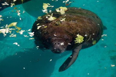 Florida manatee Batı Hint deniz ayısı veya deniz ineği T olarak da bilinir
