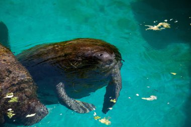 Florida manatee Batı Hint deniz ayısı veya deniz ineği T olarak da bilinir
