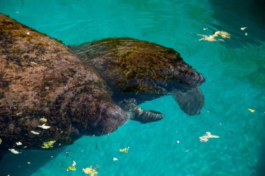 Florida manatee Batı Hint deniz ayısı veya deniz ineği T olarak da bilinir
