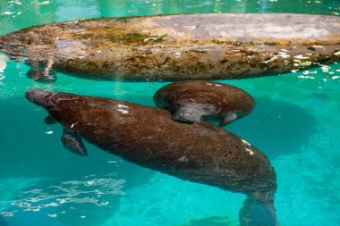 Florida manatee Batı Hint deniz ayısı veya deniz ineği T olarak da bilinir
