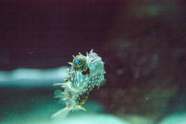 Balloonfish Diodon holocanthus 해양 암초 따라 수영 — 스톡 사진