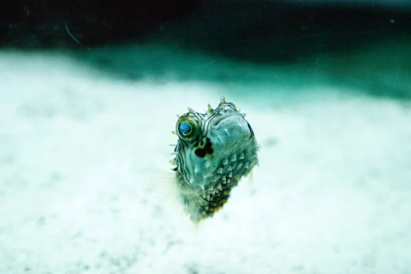 Balloonfish Diodon holocanthus 해양 암초 따라 수영 — 스톡 사진