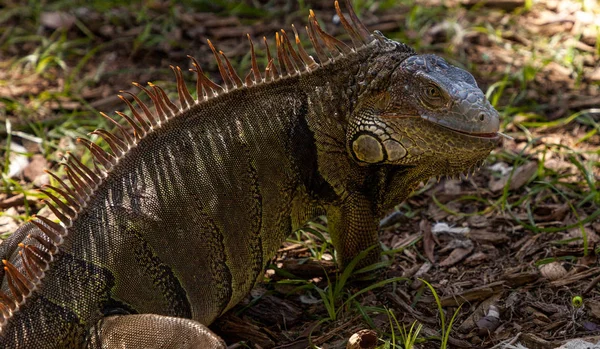 Grüner Leguan auch als Leguan bekannt — Stockfoto