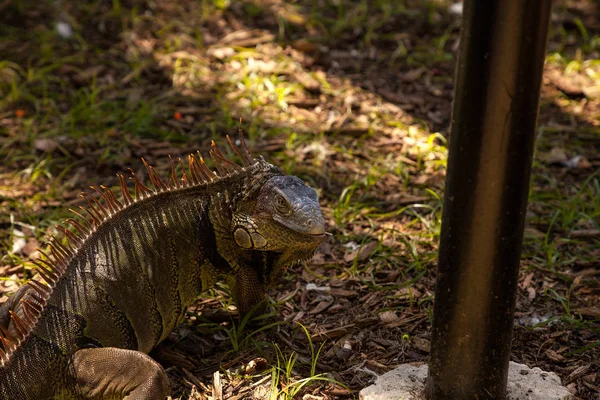 Grüner Leguan auch als Leguan bekannt — Stockfoto