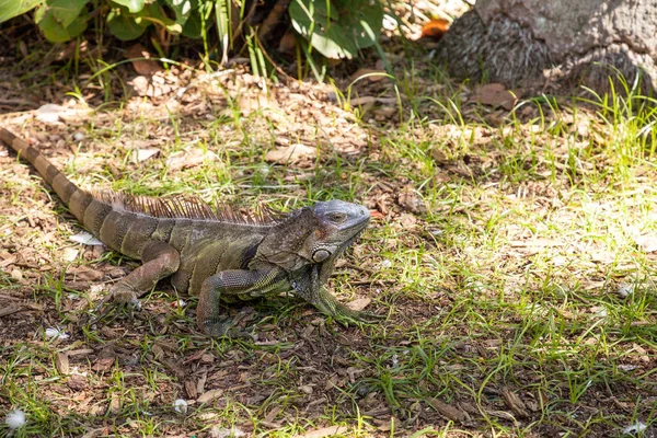 Zöld leguán is ismert Iguana iguana — Stock Fotó