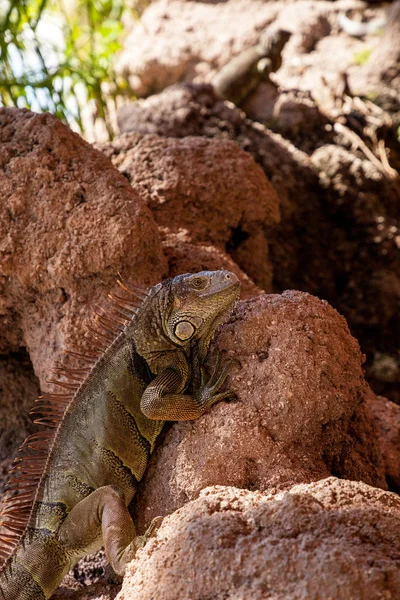 Iguana vert également connu sous le nom Iguana iguana — Photo