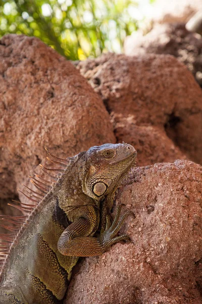 Iguana Verde também conhecida como Iguana iguana — Fotografia de Stock