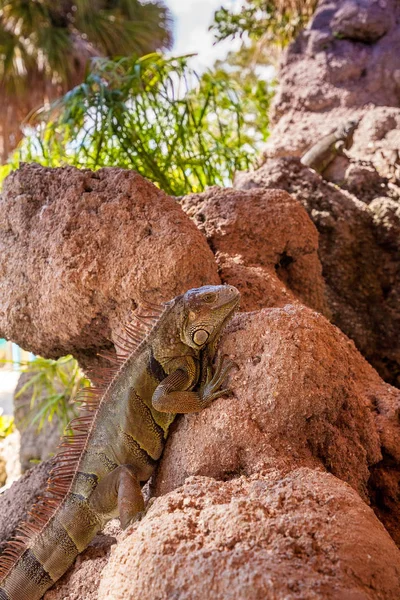 Iguana Verde también conocida como Iguana Iguana — Foto de Stock