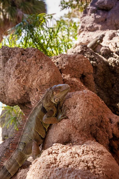 Green Iguana also known as Iguana iguana — Stock Photo, Image