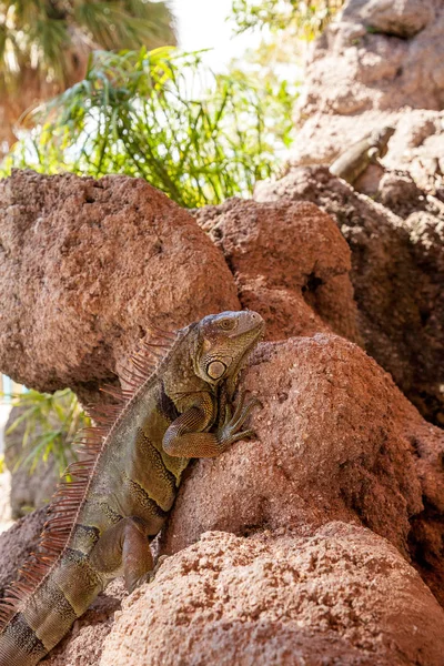Iguana vert également connu sous le nom Iguana iguana — Photo