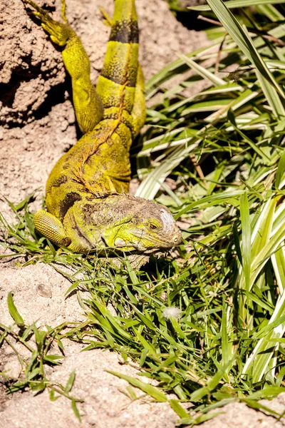 Yeşil Iguana olarak da bilinen Iguana Iguana — Stok fotoğraf