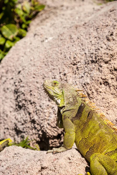 Iguana Verde também conhecida como Iguana iguana — Fotografia de Stock