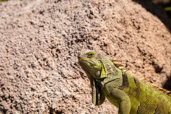 Zöld leguán is ismert Iguana iguana — Stock Fotó