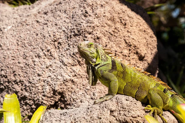Zöld leguán is ismert Iguana iguana — Stock Fotó