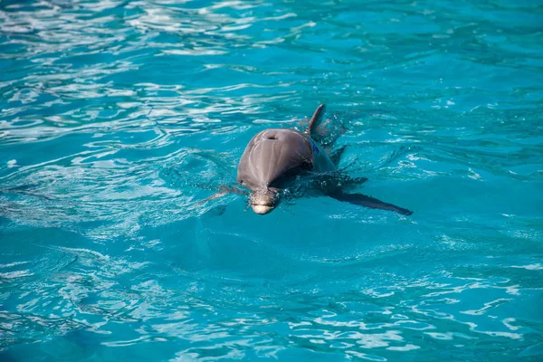 Tursiops truncatus tursiope nuota lungo la costa — Foto Stock