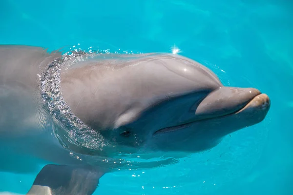 Delfín mular Tursiops truncatus nada a lo largo de la costa — Foto de Stock