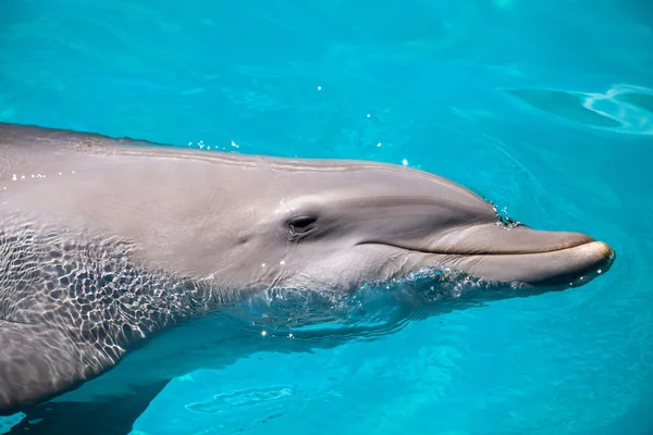 Tursiops truncatus tursiope nuota lungo la costa — Foto Stock