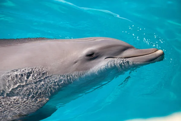 Delfín mular Tursiops truncatus nada a lo largo de la costa — Foto de Stock
