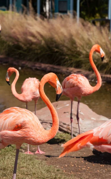 Pink Caribbean flamingo, Phoenicopterus ruber, in the middle of — Stock Photo, Image