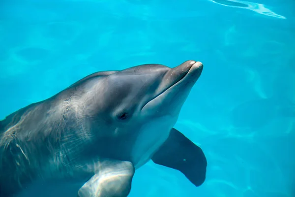 Delfín mular Tursiops truncatus nada a lo largo de la costa — Foto de Stock