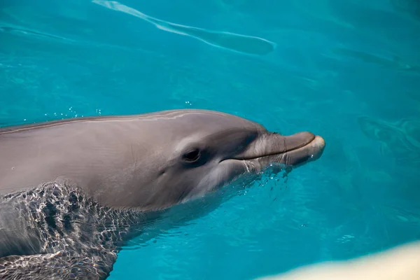 Delfín mular Tursiops truncatus nada a lo largo de la costa — Foto de Stock