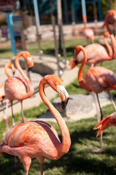 Pink Caribbean flamingo, Phoenicopterus ruber, in the middle of — Stock Photo, Image