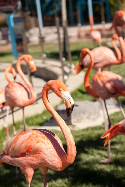 Ortasında flamingo, Phoenicopterus ruber Karayip, pembe — Stok fotoğraf