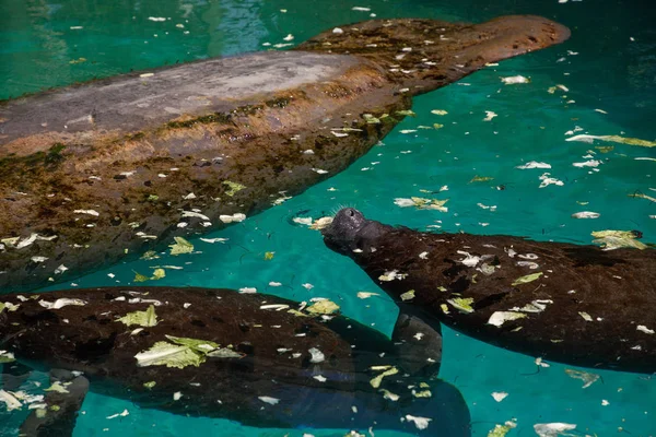 Florida manatee Batı Hint deniz ayısı veya deniz ineği T olarak da bilinir