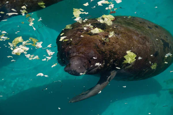 Florida manatee Batı Hint deniz ayısı veya deniz ineği T olarak da bilinir