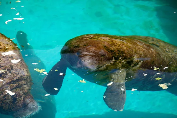 Florida manatee juga disebut manate India Barat atau sea cow T — Stok Foto