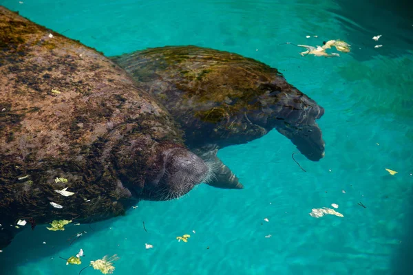 Florida manatee juga disebut manate India Barat atau sea cow T — Stok Foto