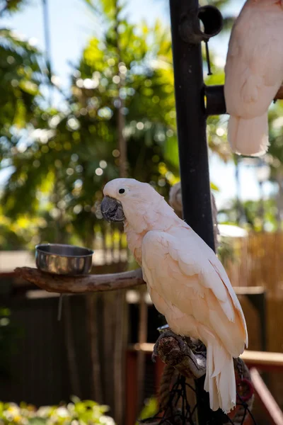 De soort is endemisch op de Se zalm-crested cockatoo Cacatua moluccensis — Stockfoto