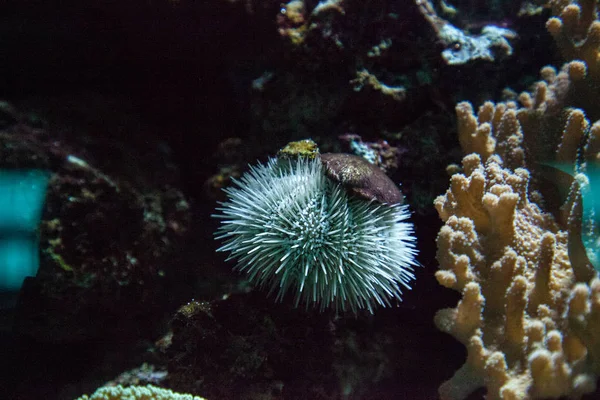 White Sea Urchin Tripneustes ventricosus in a coral reef