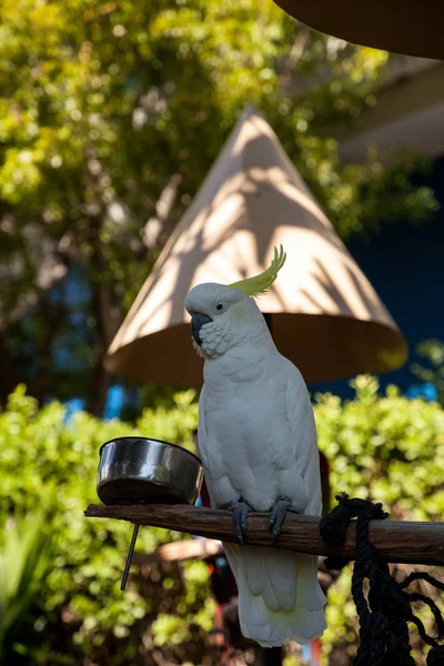 Cacatúa de cresta amarilla Cacatua sulphurea —  Fotos de Stock