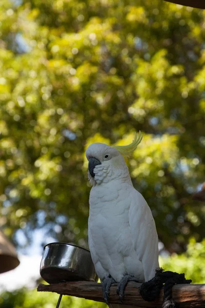 Cacatúa de cresta amarilla Cacatua sulphurea —  Fotos de Stock