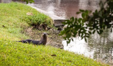 Naples, Florida bir havuzda yetişkin nehir su samuru Lontra canadensis