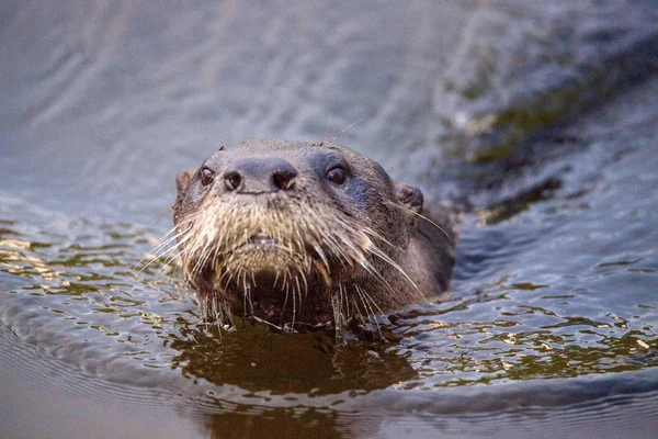 Adult River Otter Lontra Canadensis Uma Lagoa Nápoles Flórida — Fotografia de Stock