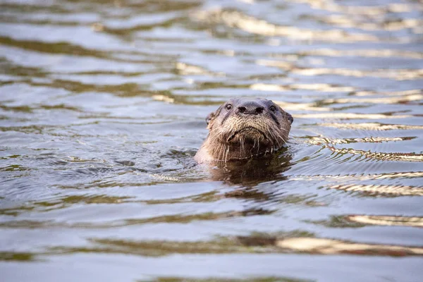 少年河 Otter Lontra Canadensis 在那不勒斯 佛罗里达州的池塘 — 图库照片