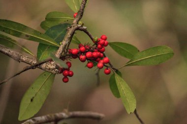 Dahoon Holly de Noel Ber denilen bir ağaç çilek