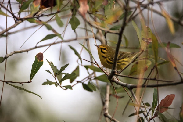 Yellow Prairie Warbler Setophaga Discolor Tree Swamp Corkscrew Sanctuary Swamp — Stock Photo, Image