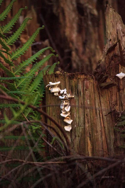 Грибы устрицы Pleurotus pulmonarius растут на стороне метра — стоковое фото