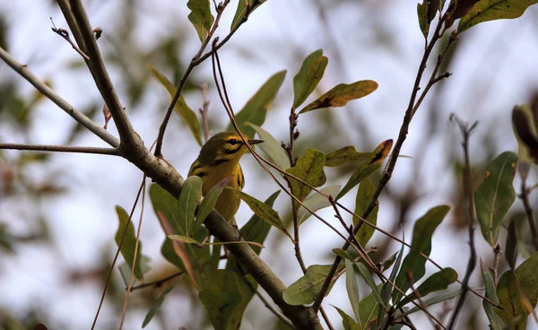 Yellow Prairie warbler Setophaga discolor in a tree — Stock Photo, Image