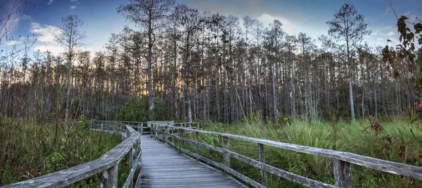 Slunce Zlatý Nebe Nad Holé Stromy Promenády Swamp Sanctuary Vývrtka — Stock fotografie