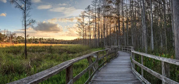 Çıplak ağaçlar ve tirbuşon Sanctuary bataklık Naples, Florida, tahta üzerinde günbatımı altın gökyüzü