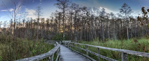 Slunce Zlatý Nebe Nad Holé Stromy Promenády Swamp Sanctuary Vývrtka — Stock fotografie