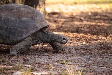 Aldabra dev kaplumbağa Aldabrachelys gigantean Aldabra Atoll de Seyşeller adalarından büyük bir sürüngen olduğunu.