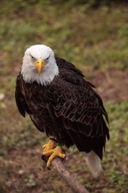 Kel kartal Haliaeetus leucocephalus kuş yere crouches.